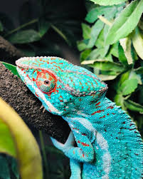 This Is Nigel Our Beautiful Nosyfaly Panther Chameleon Showing Off His Amazing Colors Krazychameleon Panther Jackson Chameleon Reptiles Pet Rainforest Animals