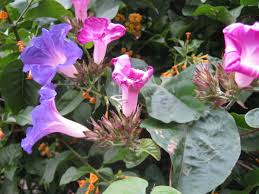 All images are copyright to their respective owners. Wildflowers The Trees Flowers Of Whangarei