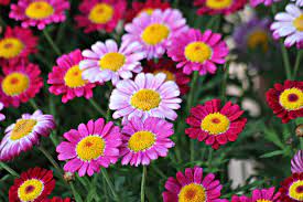 Bunga warna warni is on facebook. Bunga Warna Warni Liar Musim Foto Gratis Di Pixabay