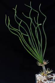 Image result for Gethyllis