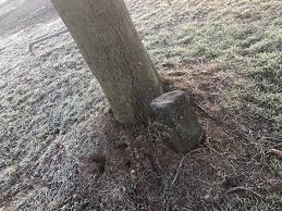 In 1996 dia extended this project by planting 18 new trees, each paired with a basalt stone, on 22nd street. 7000 Eichen Oaks Joseph Beuys Documenta Artwork The Passenger