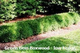 Boxwood Green Gem Size 2