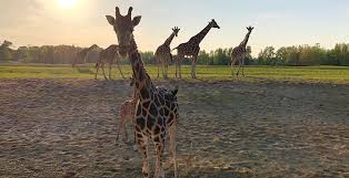 Slaap letterlijk tussen de wilde dieren in safari resort beekse bergen. Waan Je In Afrika Met 25 Foto S Van Het Nieuwe Safari Resort Beekse Bergen Looopings Nl