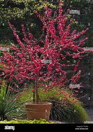 Image result for Prunus persica