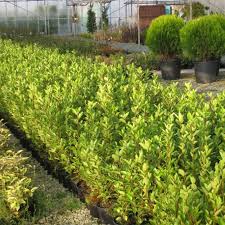 Maybe you would like to learn more about one of these? Griselinia Littoralis Hedge Plants Griselinia Hedging