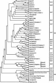 Image result for Eggelingia ligulifolia