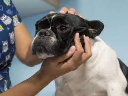 Natural Remedies For Epilepsy And Seizures In Dogs Petmd