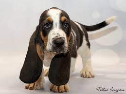 Basset hound dog breeders, great pyrenees puppies, basset hound pups, basset hound sale, basset hounds, bassets and standard our bassets are health tested to ensure we not passing on anything to the puppies.we do our very best to send you a healthy, happy new member of your family. Our Basset Hound Puppies Will Melt Your Heart Petland Mall Of Georgia