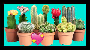 Quiabentia llega a formar un arbolillo, mientras que pereskiopsis tiene un crecimiento arbustivo. 17 Tipos De Cactus Y Sus Nombres Que Puedes Tener En Tu Jardin 2020 Youtube