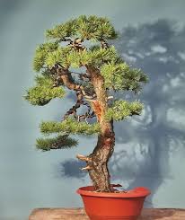 We did not find results for: General Archives Kaizen Bonsai Blog Bonsai Nursery Bonsai Things To Sell