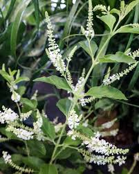 Sunflower flower bush 14 heads. Buy Aloysia Virgata Sweet Almond Verbena Incense Bush Sweet Almond Bush Free Shipping Over 100
