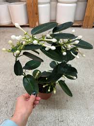 Image result for Stephanotis