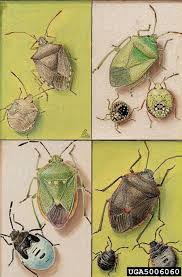 shield bugs art cushman insect art shield bugs biology drawing