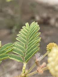 Image result for Acacia kirkii