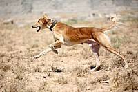 Here is a caption for this picture. Saluki Wikipedia