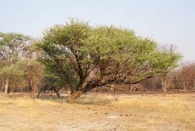 Image result for Acacia hebeclada