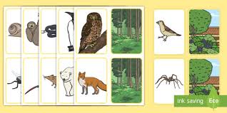 It is the natural environment in which an organism lives, or the physical environment that surrounds a population. Wildlife Environment Adaptation Matching Cards