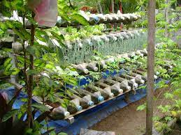 Kebun sayur gantung adalah pilihan populer untuk pemilik lahan yang sempit. 17 Ide Kreatif Bikin Kebun Sayur Di Rumah Sendiri