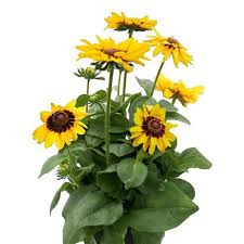 Image result for Rudbeckia Paradisio