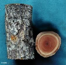 Image result for Gymnosporia matoboensis