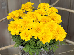 Image result for tagetes)