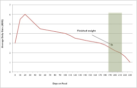 optimizing feedlot feed efficiency beef cattle research