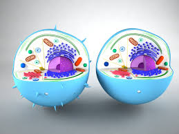 Check spelling or type a new query. Animal Cell 3d Model 3d Models World