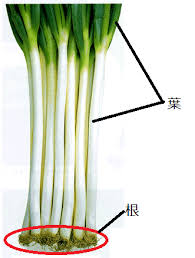 ネギは植物のどこを食べているのか オフィス 宮島の理科一問一答 Welcome To Office Miyajima Web Site