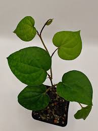 Image result for Piper guineense