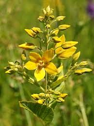 Image result for Lysimachia ruhmeriana