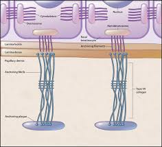 • the primary function of the basement membrane is to anchor down epithelium and its loose connective tissue underneath. Microstructure Of The Basement Membrane Zone Of Skin Download Scientific Diagram