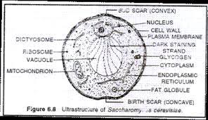 Saccharomyces Structure Nutrition And Life Cycle With Diagram Life Cycles Cell Wall Plasma Membrane