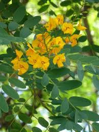 Image result for Tipuana