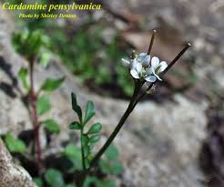 Image result for Cardamine