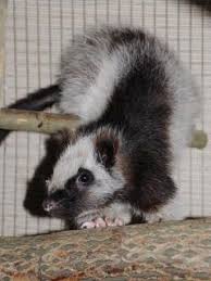 They give birth in hollow boles of trees (standing or fallen) or in burrows in the ground. Zootierlistehomepage