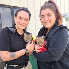 Conducts animal adoption interviews and assists/educates new adopters on topics such as basic animal behavior, positive training methods, vaccinations, microchips. Raymore Animal Shelter Home Facebook