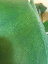 Check spelling or type a new query. Monstera With Tiny White Flecks Spores Large Brown Spots Small White Dots Gardening Landscaping Stack Exchange
