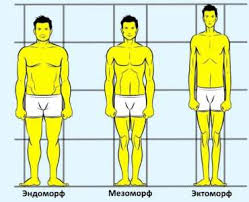 типы строения тела