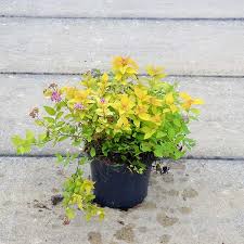 Image result for spirea japonica gold princess