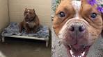 - Ohio Pit Bull Rescue - ADOPTIONS - Rescue Me!