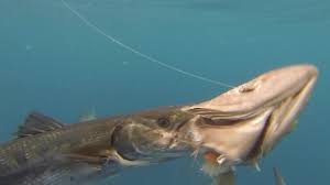 Barracuda Attack Youtube