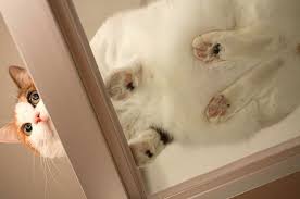 21 Pictures Of Cats On Glass Cats On Glass Tables Cat Sitting Pet Hacks