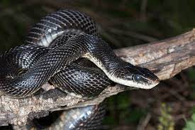 Kansas And Missouri 2009 Ydcage Rat Snake Black Rat Snake