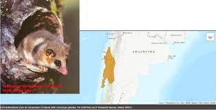 Esquadrões de matías pinto ramirez 95358628. Jessica Light On Twitter Colo Colo Opossum Also Known As Monito Del Monte Is A Small Terrestrial Marsupial 220 Mm Including Tail 40g Restricted To Southern South America Is Found
