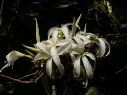 Image result for Ancylobothrys