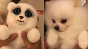 Shiha zikir & rahila buat muka seram!! Kocak Lihat Kelakukan Anjing Ini Menirukan Sebuah Boneka Mana Yang Lebih Seram Tribun Jogja