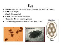 Hookworm Infestation