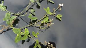 Image result for Desmodium scorpiurus