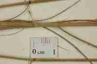 Image result for Ctenium concinnum