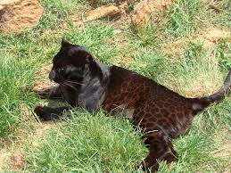 If you have your own one, just send us the image and we will show it on the. African Black Leopard Clearly Documented For The First Time Since 1909 The Jaguar